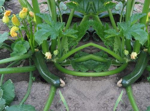 果蔬配送：蒲瓜