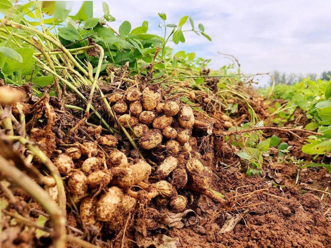 農(nóng)產(chǎn)品配送公司為您分享:花生的核心價值